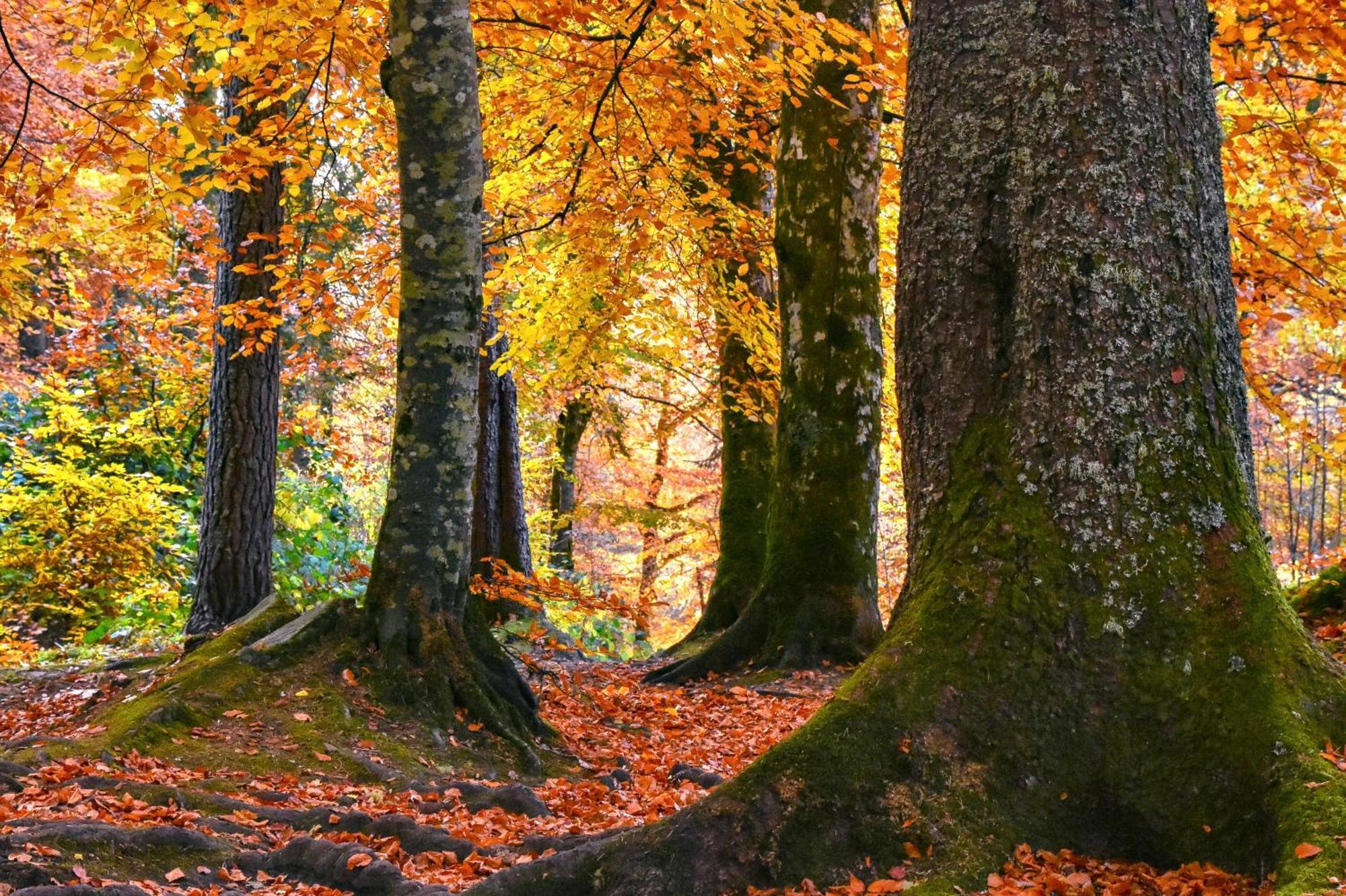 Craik Na Dav B&B Invermoriston Exteriér fotografie
